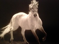 CABALLO BLANCO